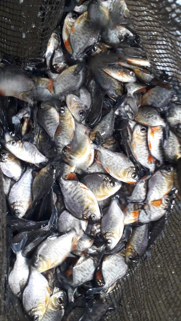 Bibit Ikan Bawal