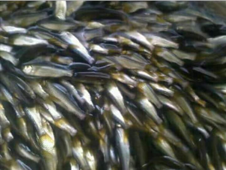 Bibit Ikan Graskap