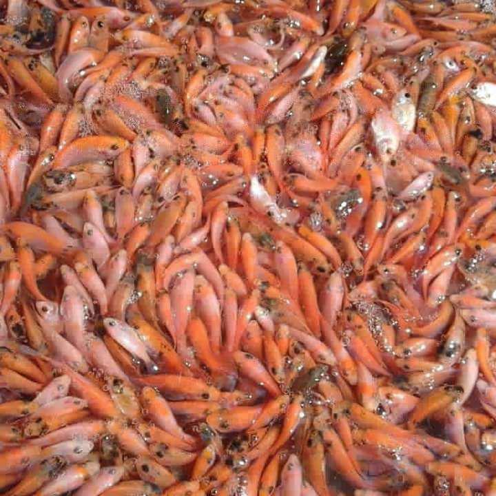Bibit Ikan Nila