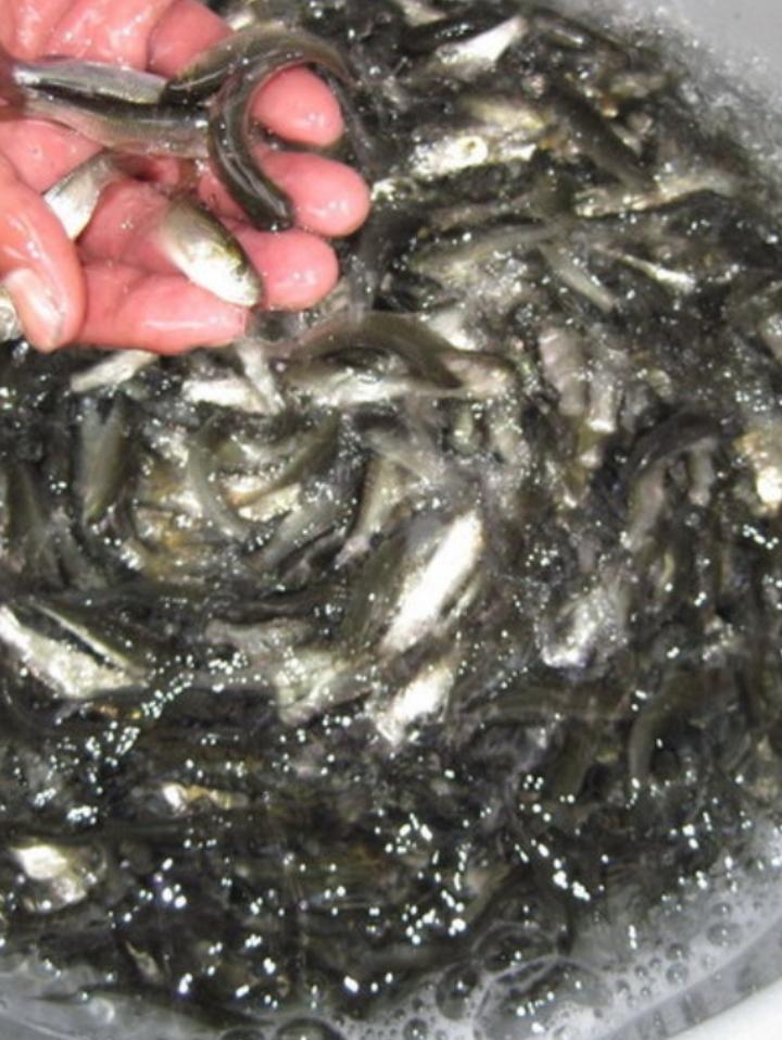 Bibit Ikan Graskap