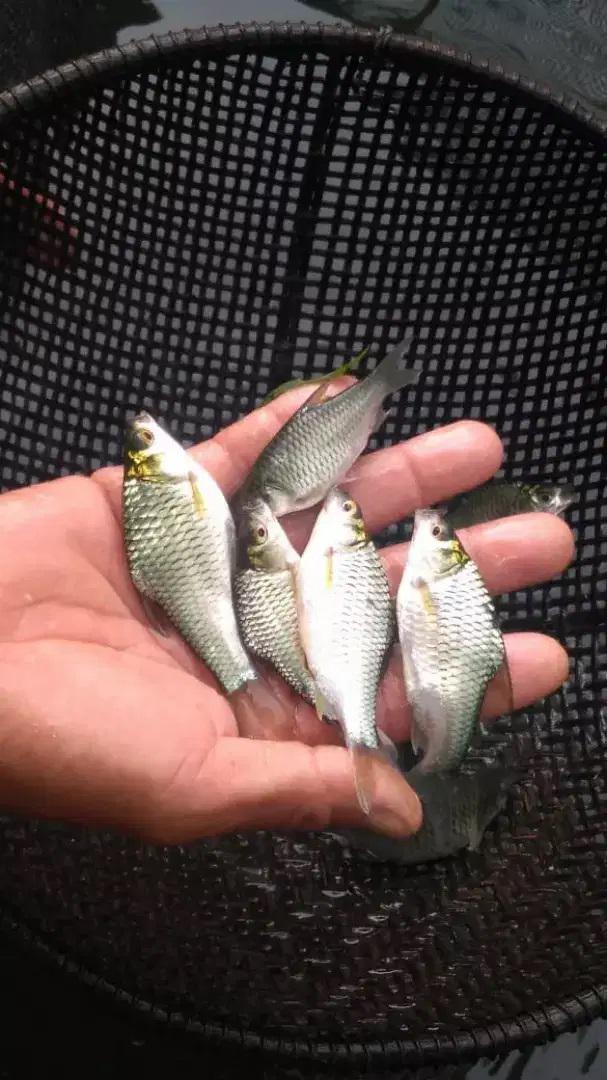 Bibit Ikan Tawes